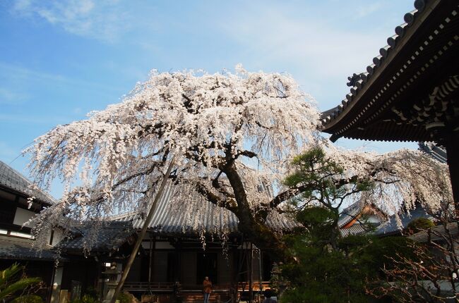 近場で桜の開花状況を調べたところ、愛知県犬山市の圓明寺と妙感寺が満開とのこと。<br />満開なので当然カメラマンが途切れることは無く･･･おじさんも一緒に♪