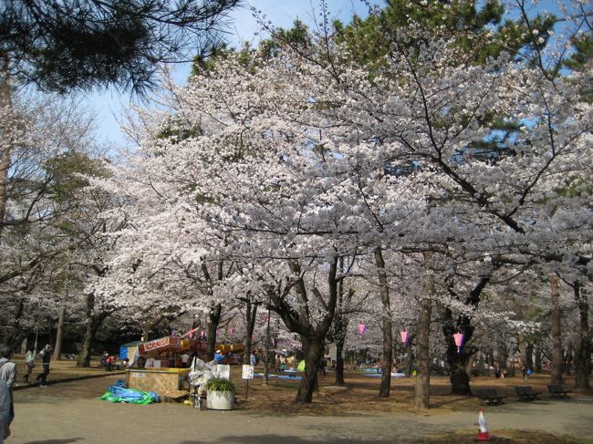 早く咲いた桜を観に、私の家から自転車でも行ける大宮公園に行きました。<br /><br />盆栽町の宇都宮線と東武野田線の間に桜のトンネルがありますが、そこを通っていきます。<br /><br />大宮公園は、沢山の屋台が出ていてとても賑やかでした。