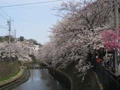 大岡川沿いの桜並木遊歩道の散策