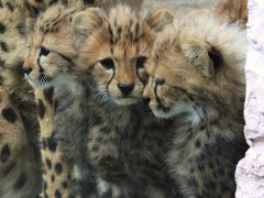 かわいすぎる☆キングチーターの赤ちゃん誕生＠多摩動物公園