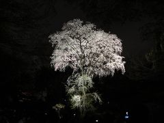 東京夜桜2013（六義園／上野恩賜公園／千鳥ヶ淵緑道）