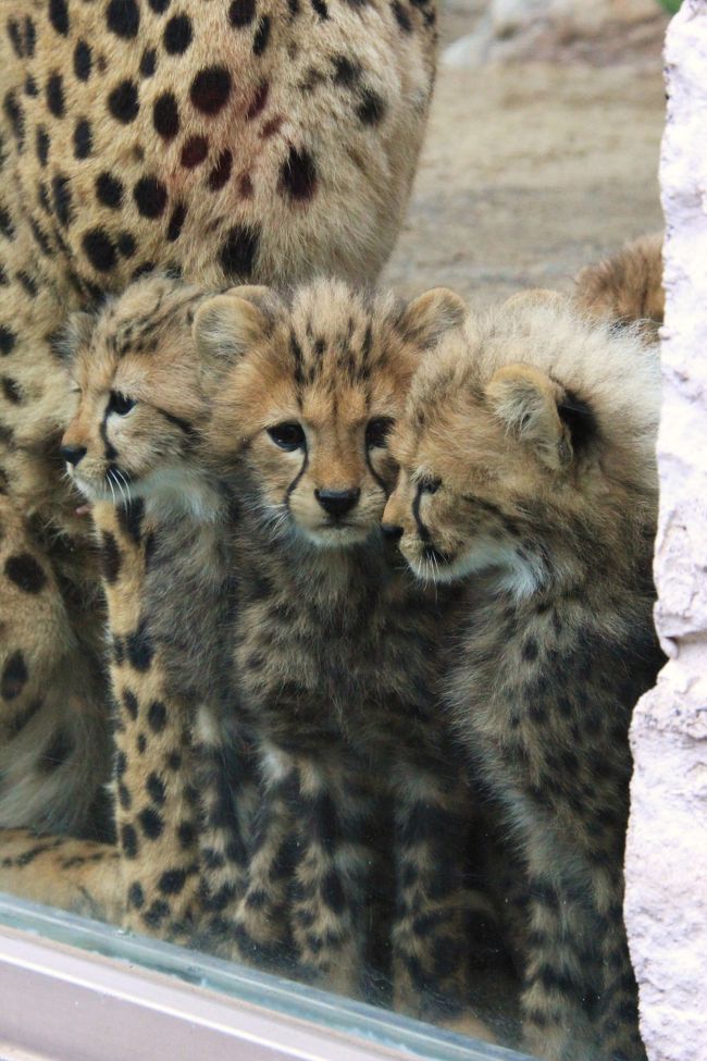 かわいすぎる キングチーターの赤ちゃん誕生 多摩動物公園 日野 昭島 東京 の旅行記 ブログ By Kittyさん フォートラベル