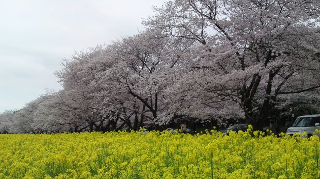 例年よりも早くやってきた2013年の桜開花。満開の知らせに名所を回りました。