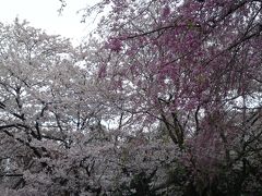 桜をたずねて２０１３春④母智丘（もちお）