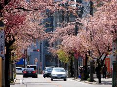 名古屋◆街ある記 東区高岳 春を告げる早咲きの桜並木