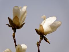 春本番間近の三木山森林公園