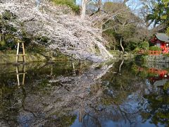 玉川温水池～桜の三嶋大社をウォーキング