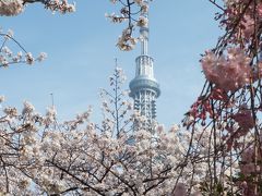 スカイツリー・隅田川・浅草寺　満開の桜　