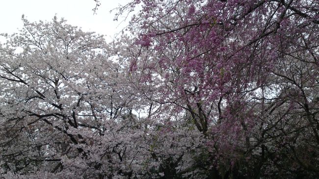 例年より早くやってきた2013年の桜の開花。満開の知らせに名所を回りました。