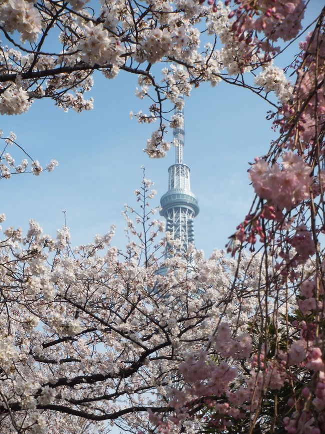 春は桜をたっぷりみないと損した気分になります。今年は寒かったのでお花見は４月になるかなと思ったら、３月に入ると急に暖かくなり、都心では３月１６日に開花・あっという間に満開になってしまいました。<br />せっかく近くに住んでいるので隅田川の桜は見に行かなくては、とちょっと曇り空ですが午後ゆっくり出かけてきました。<br />前日は神田川・小滝橋付近の桜を見ているので、今年はまあ満足かな。<br />今週末は、もう無理かなあ・・<br /><br />写真は、ソメイヨシノと八重紅枝垂に囲まれたスカイツリー天空回廊