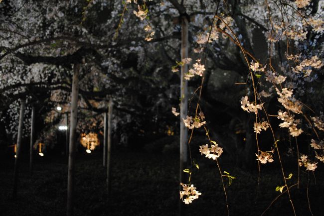 東京にて<br /><br />桜の開花に体がついていけない<br />日に日に満開のニュースが流れ、週末を逃すともう散ってしまいそう<br /><br />どこか近場と考えた結果、思い当たったのは六義園<br />六義園の桜ライトアップが電車の広告にあり、綺麗な写真がとても印象的だったのです<br /><br />天気予報はよくないけれど、むしろ人が少なくていいかも？<br />東京をゆっくり歩きながらの桜巡りしてみましょ
