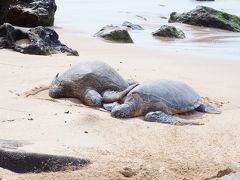 初めてのマウイ＆久しぶりのオアフ　マウイ４泊オアフ３泊　～DAY７～