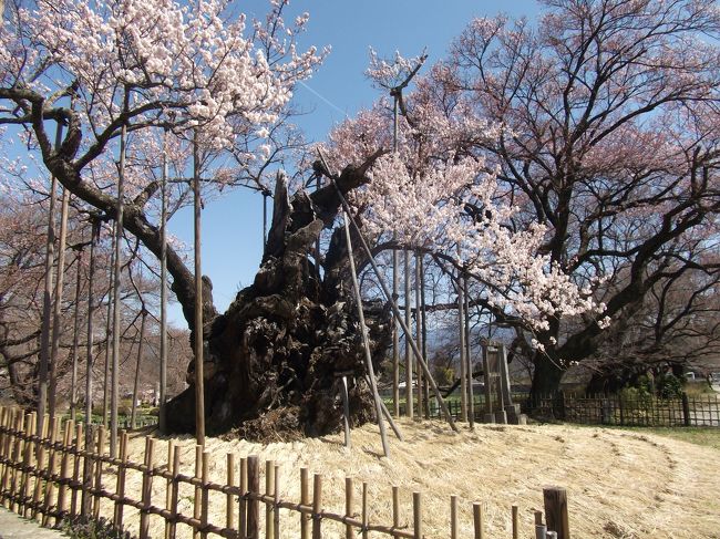 昨年の三春滝桜に続き北杜の神代桜。駅からは遠いが平日しっかたのテレビのインタビューに答えているおばはんはいたが、平日なのでこれでも静かか。