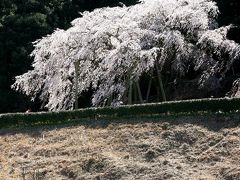 小さな旅●岡崎市 奥山田のしだれ桜 今満開 2011