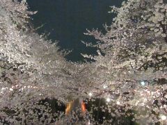 目黒川　満開の夜桜　妖艶