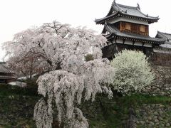 お城に咲き誇るしだれ桜が見てみたいっ～大和郡山城跡～