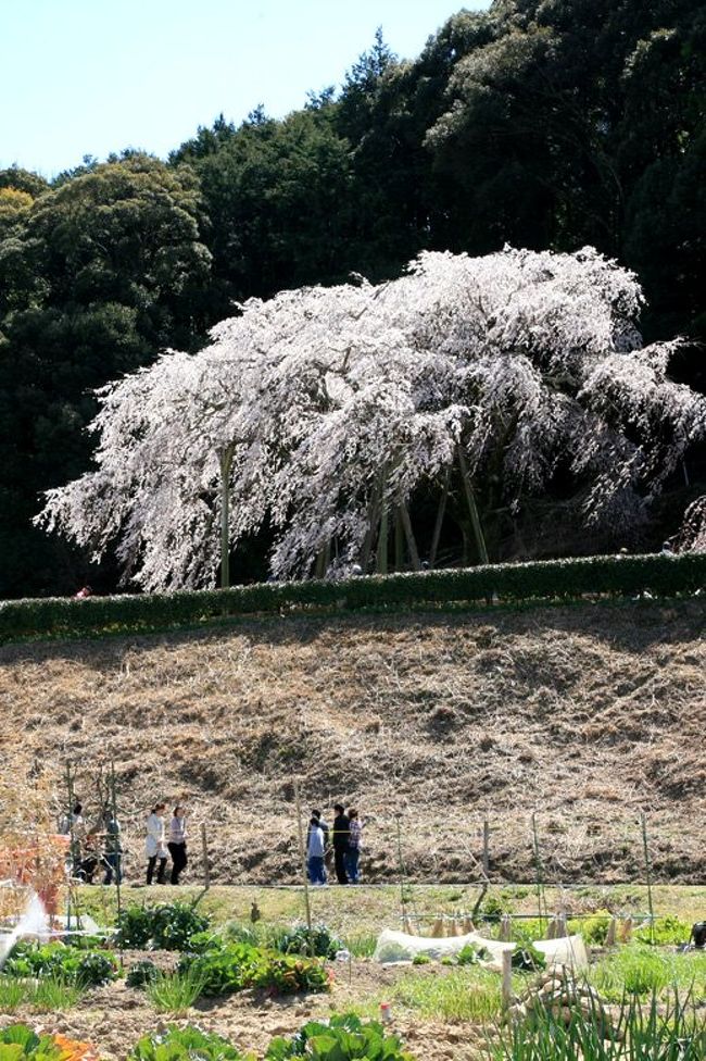 東名高速道路と伊勢湾岸自動車道の交差する豊田ジャンクションの東約3.5ｋｍの山間に、一本桜の奥山田のしだれ桜がある。山あいの集落を見下ろす小高い丘には、樹齢1,300年をこえると云われる天然記念物のエドヒガン桜が満開をむかえていた。集落を流れる小川の堤には、ソメイヨシノの並木があるが、こちらの蕾はまだまだ固かった。　　：：<br /><br />満開の奥山田のしだれ桜