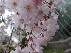 とうきょう　春爛漫 下町のサクラ見物・池上本門寺 2013春