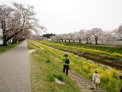 姫街道の桜