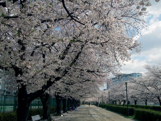 【2012年4月3日更新】<br />満開(散り始め)所々、桜の絨毯ができていました。<br />今週末の雨でたぶん散ってしまうと思います。<br />屋台が出始めました。<br /><br />【2012年4月2日更新】<br />満開。桜吹雪はじまりました。<br /><br />【2012年3月31日更新】<br />全体的に7〜8分咲きです。<br />花散らしの雨は降らず残っています。今年は曇ってばっかり(泣)<br /><br />【2012年3月30日更新】<br />全体的に7〜8分咲きです。<br /><br />【2012年3月27日更新】<br />全体的に2〜3分咲きです。<br />予想では満開は週明けくらいだと思います。週末が天気も良さそうなのでお花見日和かもしれません。<br /><br />【2012年3月24日更新】<br />2013年3月21日、大阪は観測史上2番目の早さでソメイヨシノの開花が発表されました!<br />全体的に1〜2分咲きです。<br /><br />−*−*−*−*−<br />ご近所桜日記。今年も桜の名所をランダムに観察(ρ_-)o <br />最新情報をちょびちょび更新していきます!<br /> <br /> <br />(σ・∀・)σ【2013大阪の桜イベント情報】<br />桜の名所が集まる天満橋・京橋エリアのご紹介<br /> <br />●水都大阪川開き2013 春の舟運まつり はちけんやお花見フェスタ<br />開催日/2013年3月30日(土)〜4月14日(日)<br />大川さくらクルーズなど様々なイベントが行われています<br /><詳しくはコチラ><br />http://www.ohanami-festa2013.net/index.html<br /> <br />●造幣局、桜の通り抜け<br />開催日/2013年4月16日(火)〜22日(月)<br />時間/10:00〜21:00(土日は9:00〜)<br />料金/無料<br /><詳しくはコチラ/造幣局オフィシャルサイト><br />http://www.mint.go.jp/enjoy/toorinuke/sakura-osaka.html<br /> <br />●大阪城西の丸庭園観桜ナイター2012〜夢さくら〜<br />開催日/2013年4月4日(木)〜10日(水)<br />時間/9:00〜20:00(入園券販売は19:30まで)<br />料金/350円(大人1人/1回)<br /><詳しくはコチラ/大阪市ホームページ><br />http://www.city.osaka.lg.jp/yutoritomidori/page/0000161350.html<br /><br />●天下の台所・八軒家浜市<br />開催日/2013年4月7日(日)<br />マグロの解体ショーや市場などが行われています<br />時間/10:00〜17:00<br />※「生・本まぐろ解体ショー」は10:00時からを予定<br /><詳しくはコチラ/大起水産ホームページ><br />http://www.daiki-suisan.co.jp/file/12/20130407hachiken.jpg