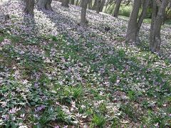 みかも山公園のカタクリを愛でる