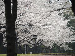 桜便り　県立四季の森公園　