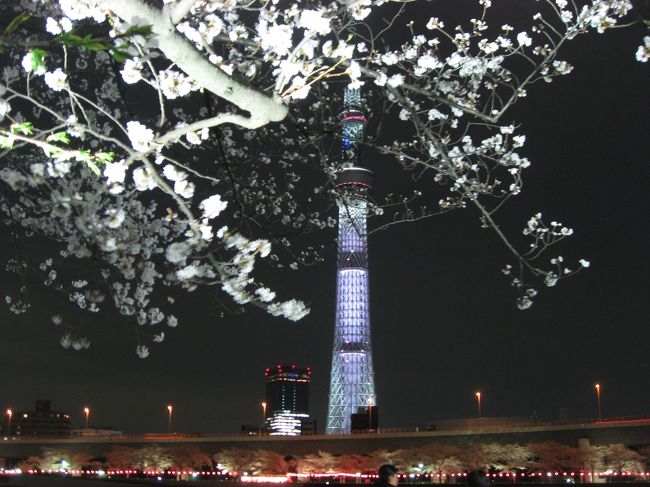 スカイツリーの桜特別ライティングを見た後、浅草通りを歩いて隅田川周辺で行われている桜まつりに行きました。