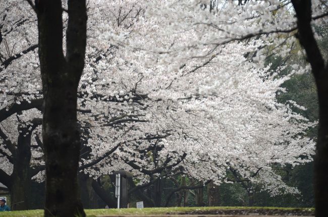 桜便り　県立四季の森公園　