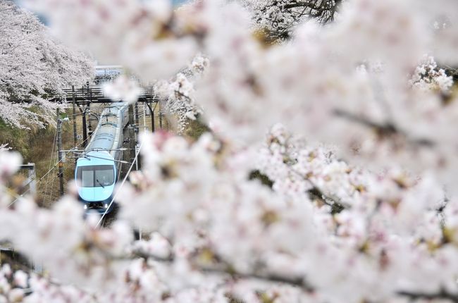 桜満開の中を走る御殿場線を見に、去年に引続き春の山北駅を訪れてみました。<br />今年は山北の桜並木の他に谷峨駅ホームの桜並木にも訪れて、また山北の夜桜も満喫してきました。