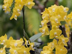 中伊豆ぐるり旅【1】～ようこそ！花や鳥とフラの楽園に！～IZU　WORLD　みんなのHawaiians　伊豆洋らんパーク トロピカリウム 