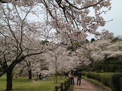 さくら満開の宮崎へ