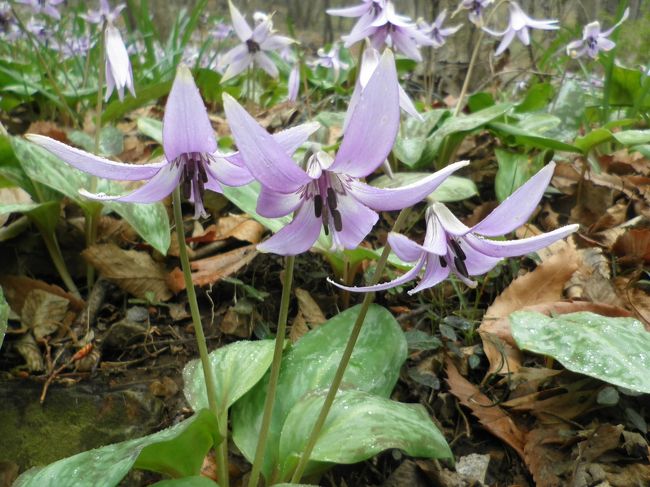 万葉の昔から歌に詠まれたみかも山は、四季折々の花が楽しめる自然豊かなところです。とくに約１０ヘクタールにもおよぶカタクリの群生地は春の開花時には見ごたえがあります。<br />今回、雨だったため全体的に下向きの姿でしたが、それがなお一層可憐でした。<br />