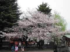 平成２５年東京、桜花見