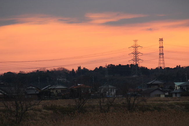 江戸崎の稲波干拓地に天然記念物のオオヒシクイを見に行きましたが、残念ながら食事に出かけていて、一羽のオオヒシクイも見られませんでした。<br />でも、他の鳥さんはそれなりに楽しむ事ができました。<br /><br />表紙写真は、江戸崎の夕景です。<br />