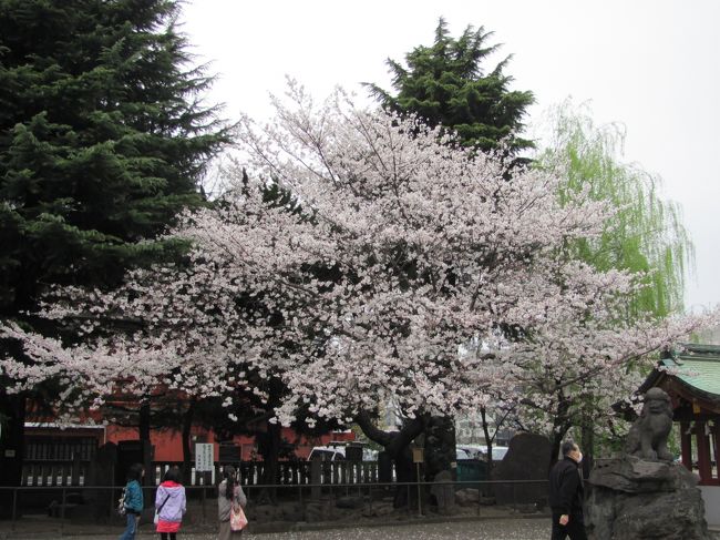 東京に行く事に成り、ちょうど桜のｼｰｽﾞﾝだったので写真を写してきました。<br /><br />花は八分咲き、ちょうど良い頃でしたかね。