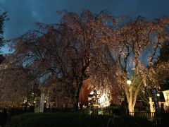♪１３年０３月２８日（木）上野恩賜公園に満開の夜桜見物【写真ＵＬ完了】