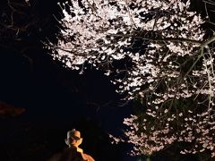 ２０１３年観桜記　（３）慈光寺の夜桜他、宇都宮市内神社仏閣の桜巡り