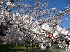 2013年　山陽小野田市　須惠健康公園と若山公園の桜