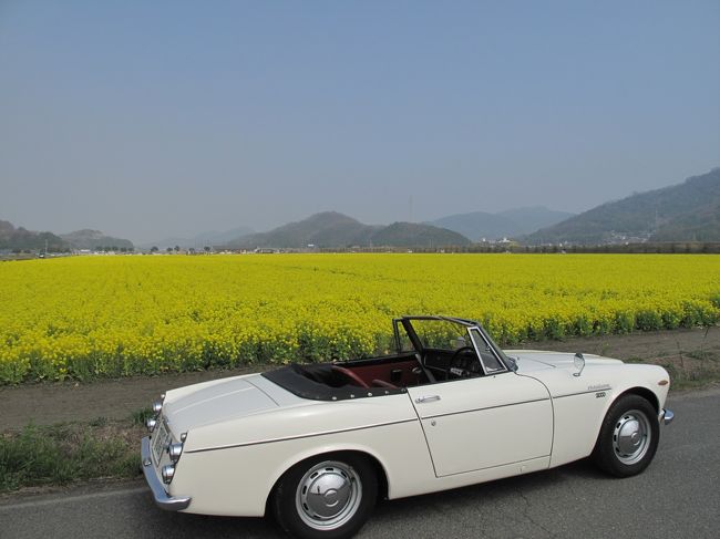 旅行記というより、お散歩記です。<br /><br />このところ、少し肌寒い日が戻ってきた事もあり、桜のが咲き揃うにはちょっとブレーキが掛かったようですね。<br />と、いう訳で、笠岡の道の駅が菜の花満開!とのローカル情報をもとに行ってみました。<br />鮮やかで広大な黄色い絨緞と、菜の花の香りをガッツリ味わって参りました。<br /><br />bingoフェアレディ。冬眠から目覚めて、今シーズン初オープンを楽しみました。<br />黄砂+PM2.5+杉花粉!!!人体に悪影響?<br />五十を超えれば気にしない!?<br />しこたま吸い込んでます。。。間違いなく・・・笑