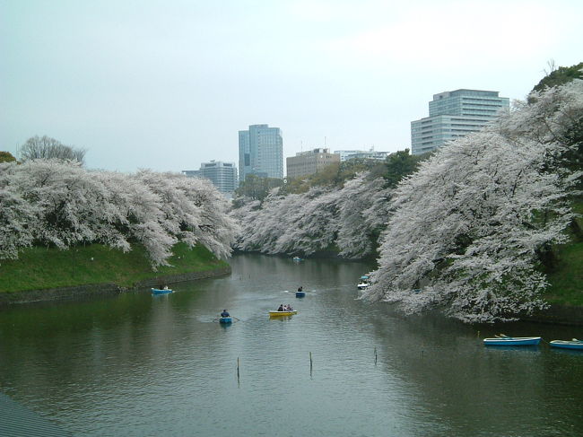 皇居・千鳥ヶ淵の桜は有名ですので、以前より行ってみたかったのですが、今回行く機会ができましたので、満開に咲く桜を見に行ってきました♪<br />
