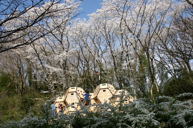 例年より早く開花を迎えた桜・・・<br />3/28の午後、「こどもの国」 に出掛けて来ました・・・<br /><br />ここは、多摩丘陵の雑木林 （旧日本陸軍田奈弾薬庫補給廠がおかれていた） を生かした自然公園で、現在の天皇陛下のご結婚 （昭和34年） を記念して全国から寄せられた御祝い金を基金として昭和40年のこどもの日に開園したと言われています・・・<br />ツバキや梅と並んで桜の名所としても知られています・・・<br /><br /><br />こどもの国のHP<br />https://ssl.4travel.jp/tcs/t/editalbum/edit/10761262/