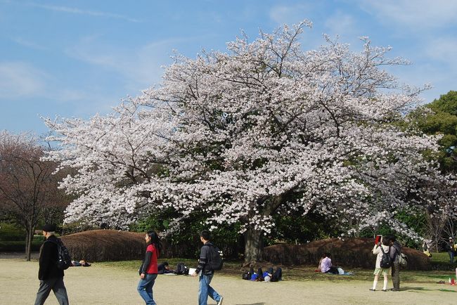 3月28日、午後0時45分に東武東上線の上福岡駅を出発し、桜満開の東京・東御苑へ行った。<br />久しぶりの休日で好天であったので思い立った。　正に春爛漫で色々な桜と色々な花木の花と山野草に会った。<br />ここでは次の通り纏めることにした。<br /><br />東御苑①大手門～富士見多聞迄<br />東御苑②富士見多聞～諏訪の茶屋<br />東御苑③二の丸の池庭園～大手門<br /><br /><br />＊写真は満開のソメイヨシノの花