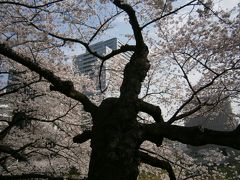 靖国神社辺りの桜は満開、急ぎ足での花見