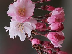 Solitary Journey ［1179］ 錦川土手に咲く‘菜の花’満開～♪ 桜の花もほぼ満開でした。＜錦帯橋に咲く春のお花たち＞山口県岩国市