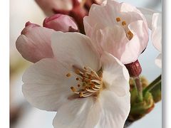 Solitary Journey ［1180］ 春のお花観賞、いたるところで春色の桜があふれています。＜桜の花満開♪～呉・串山公園＞広島県呉市