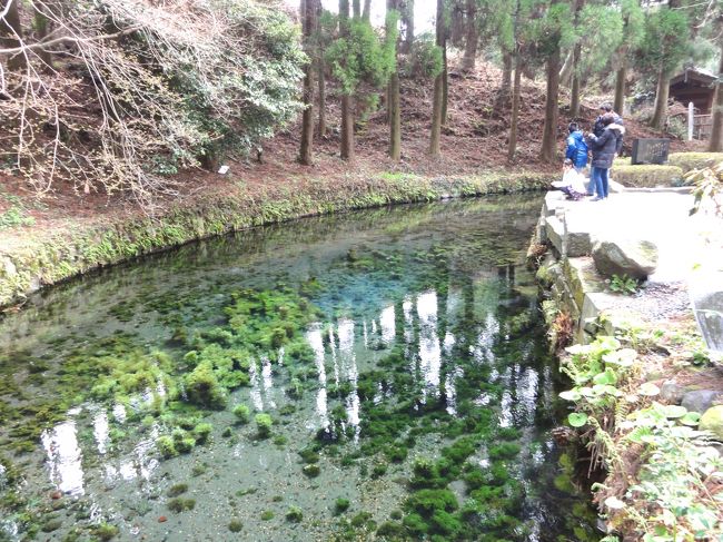 町内会の日帰り旅行で熊本の阿蘇を訪問しました。歩きすぎでのどが渇いたコスモス一行は南阿蘇村にある「白川水源」に立ち寄りました。<br />　この白川水源は、熊本県阿蘇郡南阿蘇村の旧白水村にある湧水で、「白川吉見神社」境内から年間を通じて14℃、60t/分トンの水が湧き出ていて、1985年（昭和60年）に「名水百選」に選ばれたことで有名です。<br />　ところで、名水100選といえば・・・山口にある「別府弁天池」を思い出しました。もしよければ、それもついでにご覧ください。<br />http://4travel.jp/traveler/mitsuyo/album/10585419/