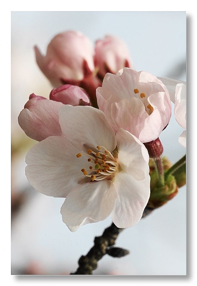 ■呉・串山公園の桜の花～♪ <br /><br />　国道487号沿い、坪の内地区の高台にある桜の名所です。花見のシーズンは公園の入口通路から広場の周りまで約830本の桜で埋めつくされます。また高台から呉湾や海上自衛隊の基地を一望できます。<br /><br />【手記】<br />　どこもかしこも桜の花で埋め尽くされています。春は気持ちがいいですねー。と言うことでまたまた春のお花観賞へ。