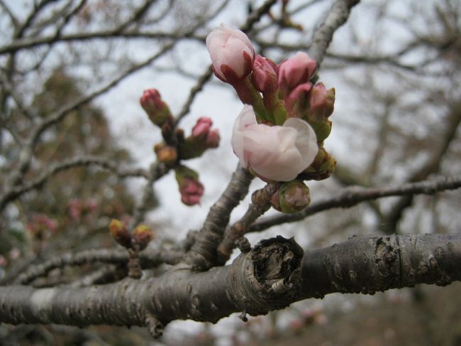 ふと気づくとあたりは春の雰囲気。<br />こうしちゃいられないと朝の忙しい合間をぬって<br />ご近所の桜の開花状況を確認してきました。