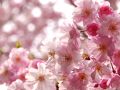 ☆　ちょっぴり満開を過ぎたけど・・・取手のさくら・・　☆