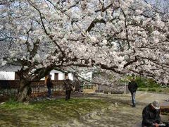 みなみやま福岡城址と舞鶴公園で花見をする